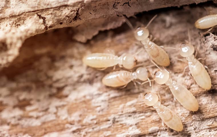 Termites eating wood