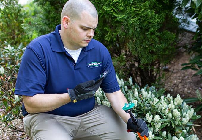 Pest control technician checking termites