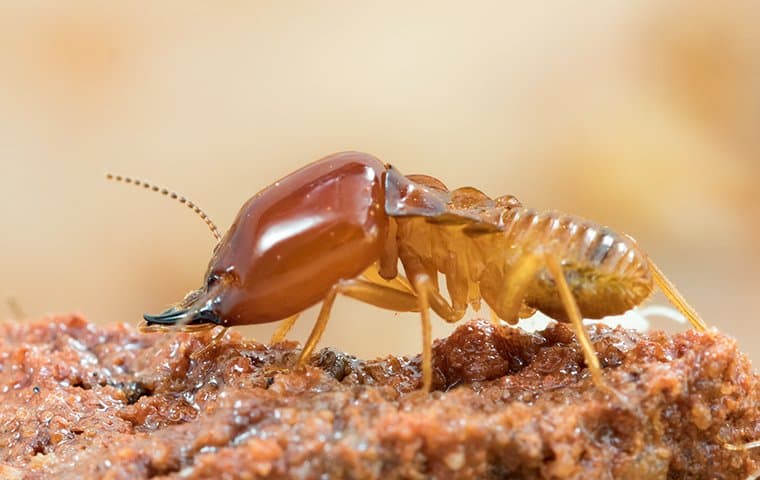 termite