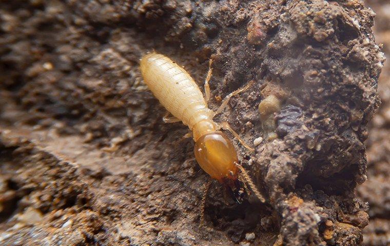 Termites crawling