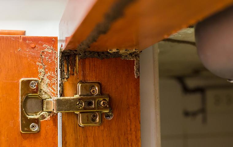 termite damage on cabinet door