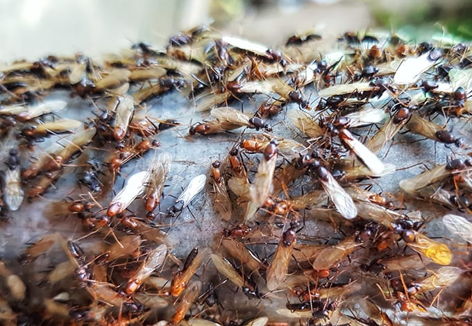 Termite swarming