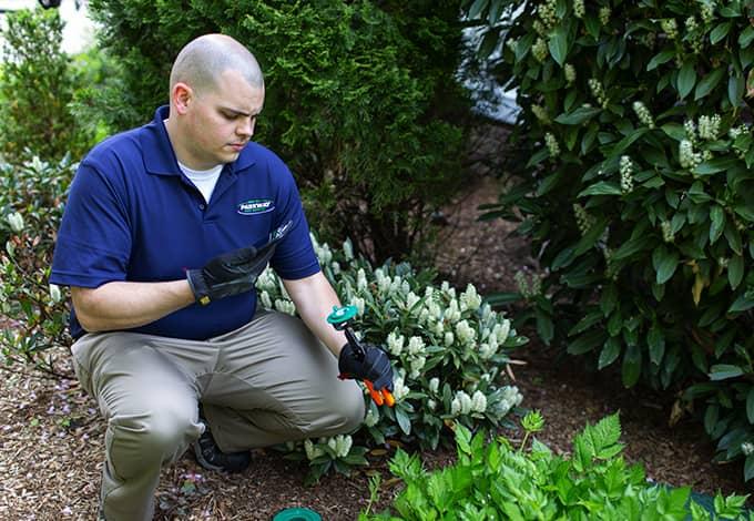 Technician checking termites