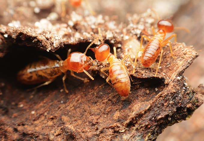 Termites destroying the wood