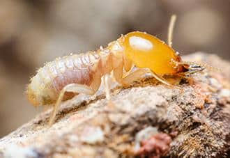 Termites
