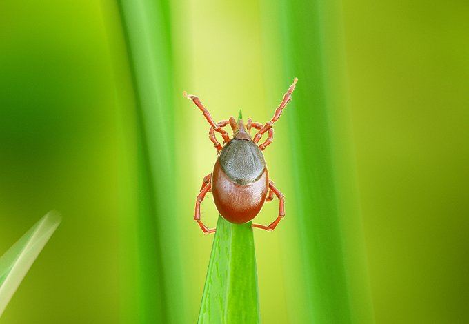 Ticks crawling in the edge