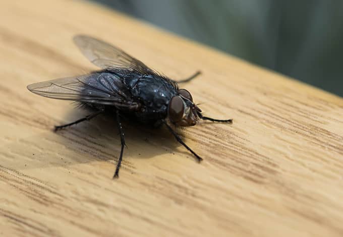 Fly resting on a wood