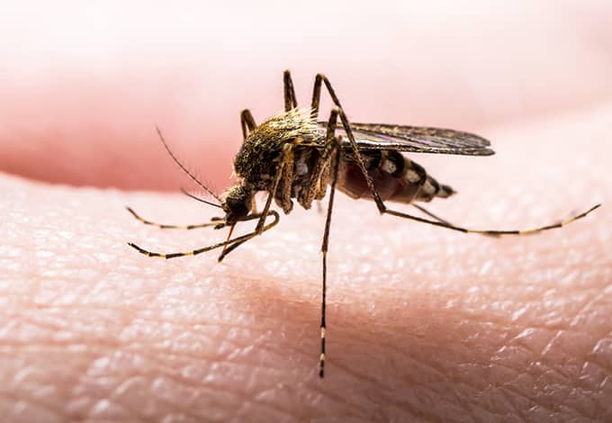 What attracts mosquito discount