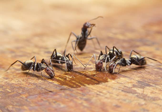 A group of carpenter ants drinking a nectar