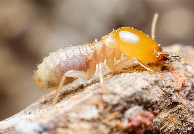 Termite on a wood