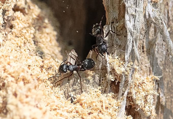 Carpenter ants making their nest