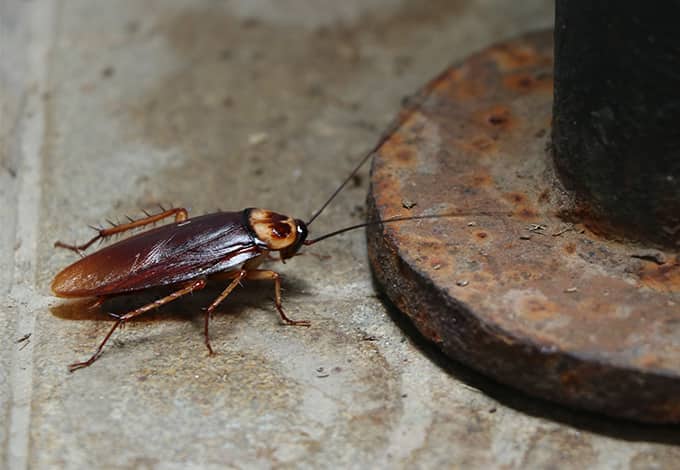 A cockroach crawling on the floor
