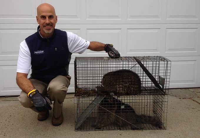 Pest exterminator holding a cage with pests inside