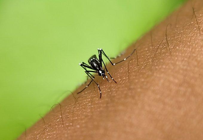 a mosquito biting an arm in williston park new york