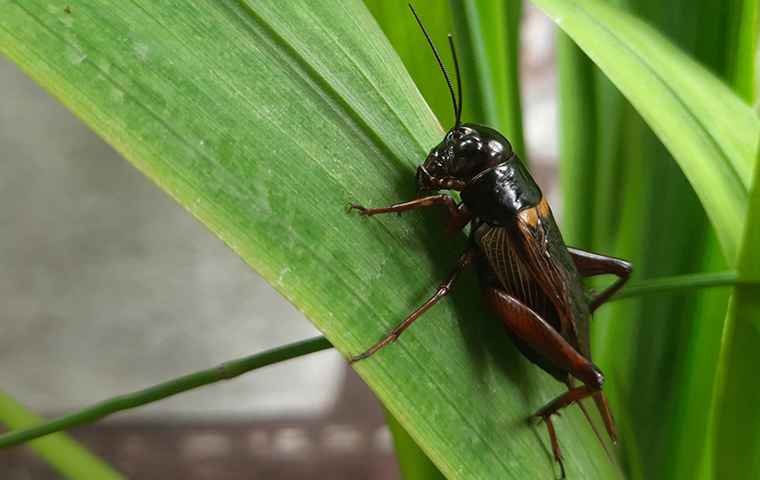 cricket in grass