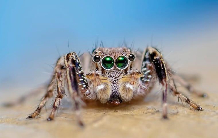 Spider Clean Spring Cleaning For Spiders and Other Pests In Westchester
