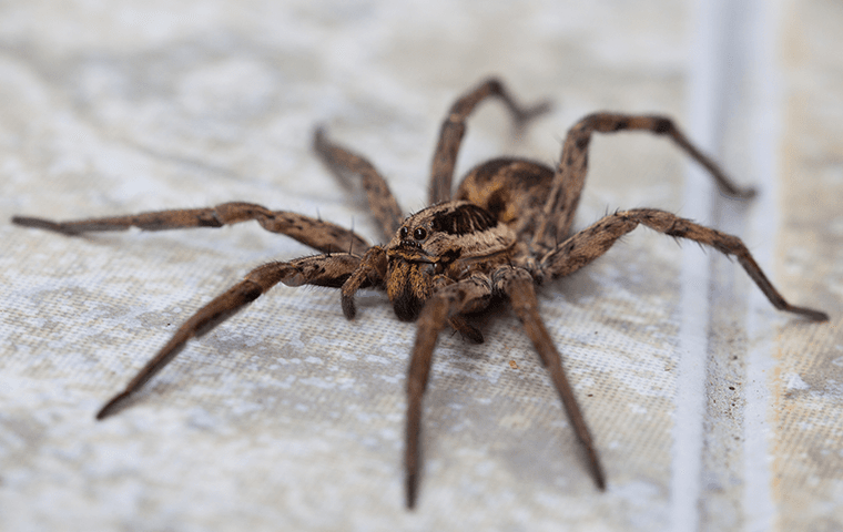 wolf spider on floor