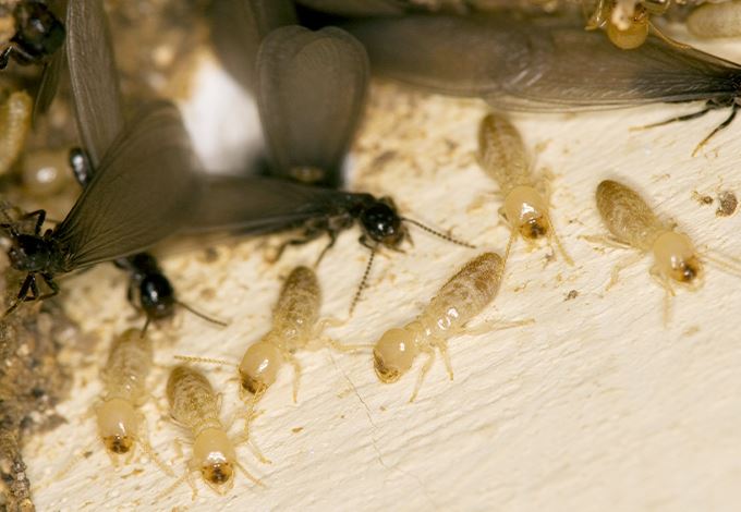 Termites nest