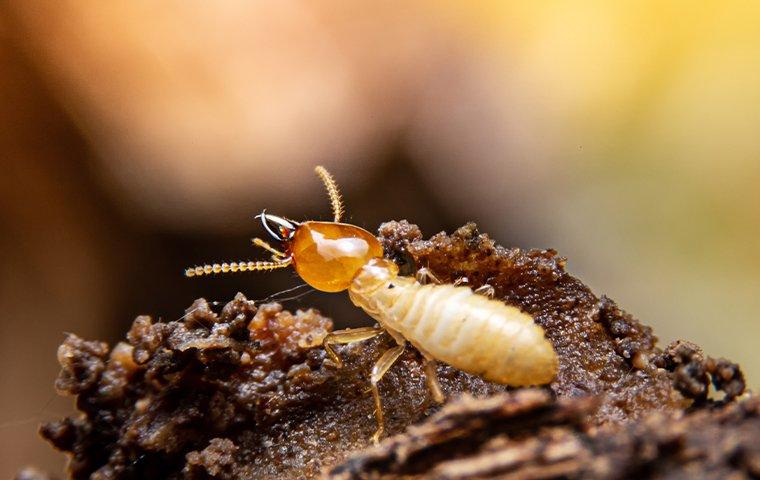 termite crawling on nest